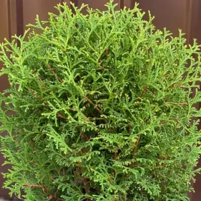 Туя ХОЗЕРИ западная в Колодищи