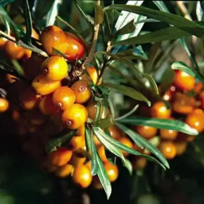 Облепиха ДАР КАЗАКОВУ в Колодищи