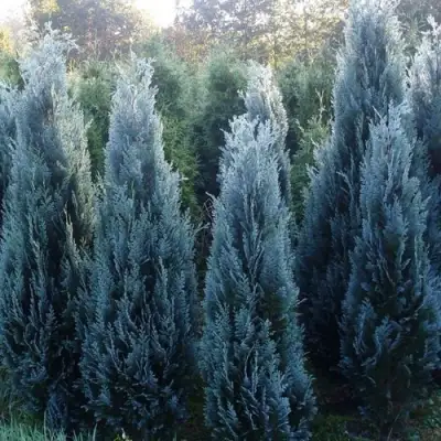 Кипарисовик ДАРТС БЛЮ РИББОН лавсона в Колодищи