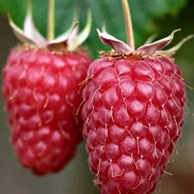 Малина РУБИНОВОЕ ОЖЕРЕЛЬЕ в Колодищи