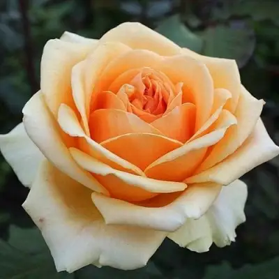 Роза ГЕЙША чайно-гибридная в Колодищи