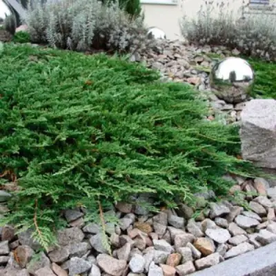 Можжевельник ПРИНЦ ОФ УЭЛЬС горизонтальный в Колодищи