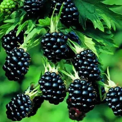 Ежевика КИТАНИНИ бесшипная  в Колодищи