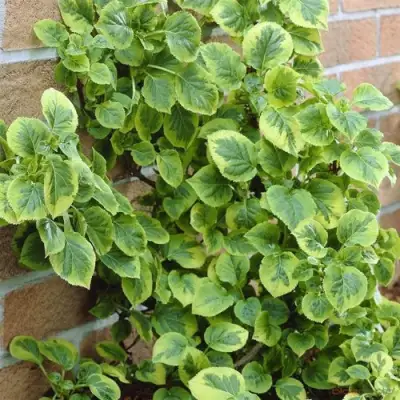 Гортензия МИРАНДА черешковая в Колодищи