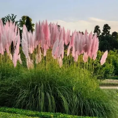 Кортадерия розовая (пампасная трава) в Колодищи