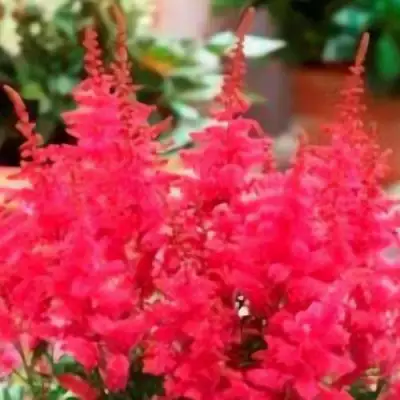 Астильба ЮНИК КАРМИН гибридная в Колодищи