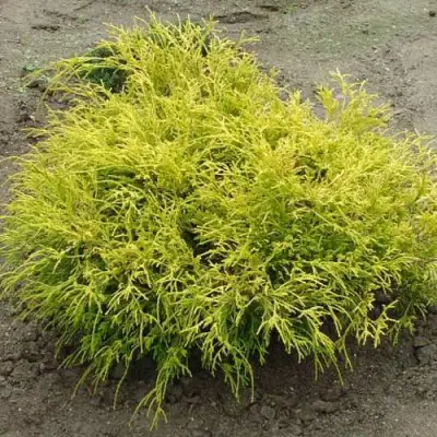 Кипарисовик ГОЛДЕН МОП горохоплодный в Колодищи