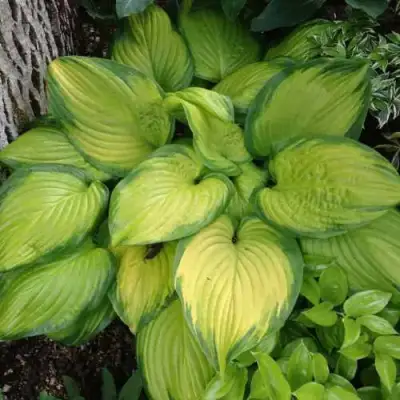 Хоста СТЕЙНД ГЛАСС гибридная в Колодищи