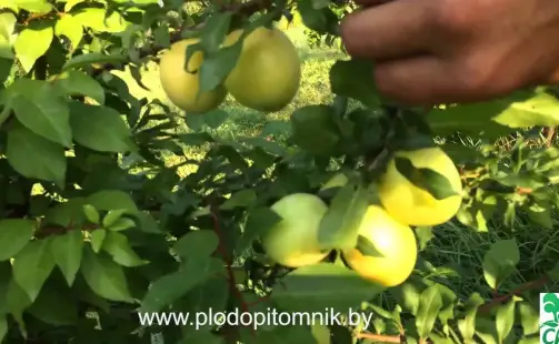 Превью видео