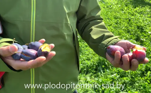 Превью видео