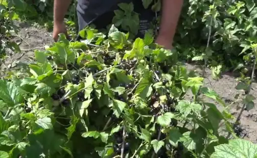 Превью видео