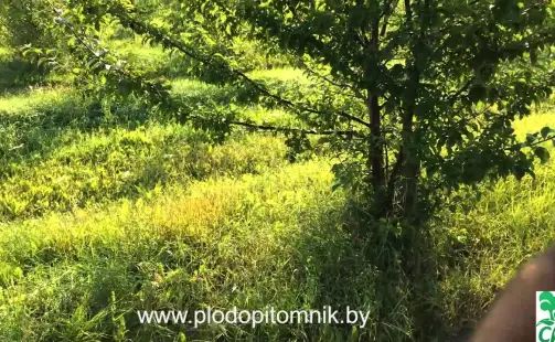 Превью видео