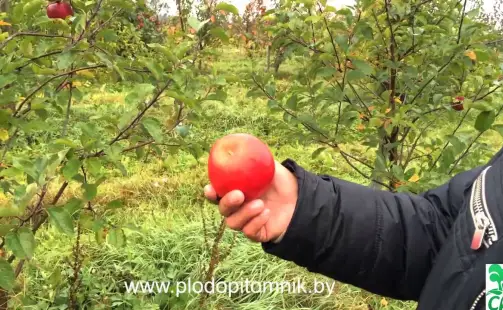 Превью видео