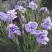 Ирис ИМПЕРИАЛ ОПАЛ сибирский в Колодищи