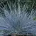Овсяница АЙСФОГЕЛЬ сизая в Колодищи