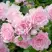 Роза ЗЕ ФЕЙРИ почвопокровная в Колодищи