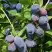 Жимолость съедобная БЛУ ТРЕЖЭ (ГОЛУБОЕ СОКРОВИЩЕ) в Колодищи