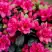 Азалия КАНЗОНЕТТА японская в Колодищи
