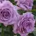 Роза ЛАВ СОНГ флорибунда в Колодищи