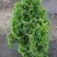 Туя ЗМАТЛИК западная в Колодищи