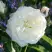 Роза АЛАБАСТЕР флорибунда в Колодищи