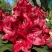 Рододендрон МАТАДОР в Колодищи