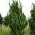 Можжевельник КАЙЗУКА китайский в Колодищи