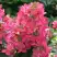 Гортензия МЕГА МИНДИ метельчатая в Колодищи