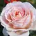Роза АНДРЕ ЛЕ НОТР чайно-гибридная в Колодищи