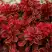 Барбарис РЕД ХОТ ЧИЛИ тунберга в Колодищи