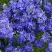 Вероника РОЯЛ БЛЮ большая в Колодищи