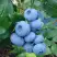 Голубика ТОРО в Колодищи
