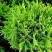 Туя ДАНИКА западная в Колодищи