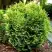 Туя ВОТЕРФИЛД западная в Колодищи