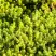 Очиток (седум) ЙЕЛЛОУ КВИН едкий в Колодищи