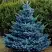 Ель МАДЖЕСТИК БЛЮ колючая в Колодищи