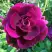 Роза БУРГУНДИ АЙС флорибунда в Колодищи