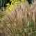 Мискантус КЛЯЙН СИЛЬБЕРСПАЙН китайский  в Колодищи