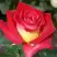 Роза ФРЕНДШИП чайно-гибридная в Колодищи