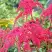 Астильба РЕД ЧАРМ Арендса в Колодищи