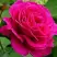 Роза МАЛИНОВЫЙ ЗВОН чайно-гибридная в Колодищи