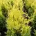 Туя ГОЛДЕН БРАБАНТ западная в Колодищи