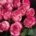 Роза КАРУСЕЛЬ чайно-гибридная в Колодищи