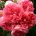 Роза РОЗАРИУМ ЮТЕРСОН плетистая в Колодищи
