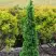 Туя СПИРАЛИС МИНИ западная в Колодищи