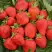 Клубника САН АНДРЕАС ремонтантная в Колодищи
