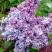 Сирень КАТЕРИНА ХАВЕМЕЙЕР в Колодищи