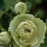 Роза ГРИН ДАЙМОНД миниатюрная в Колодищи
