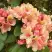 Рододендрон ФЛАУТАНДО в Колодищи