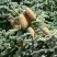 Пихта благородная в Колодищи